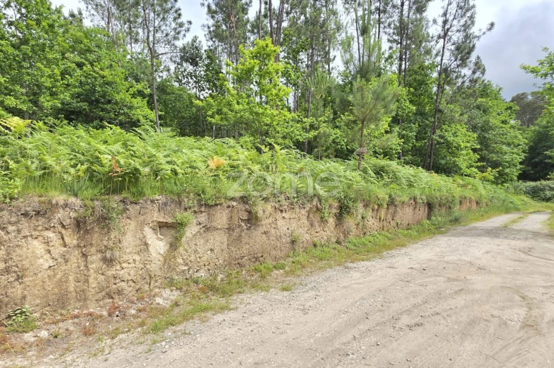 Terreno para Venda em Fiscal Foto 4