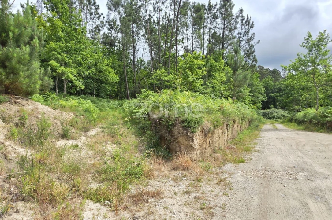 Terreno para Venda em Fiscal Foto 2