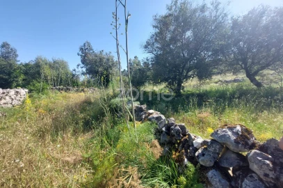 Terreno para Venda em São Mamede