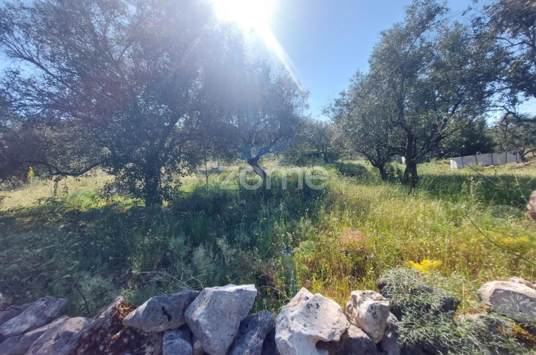 Terreno para Venda em São Mamede Foto 5