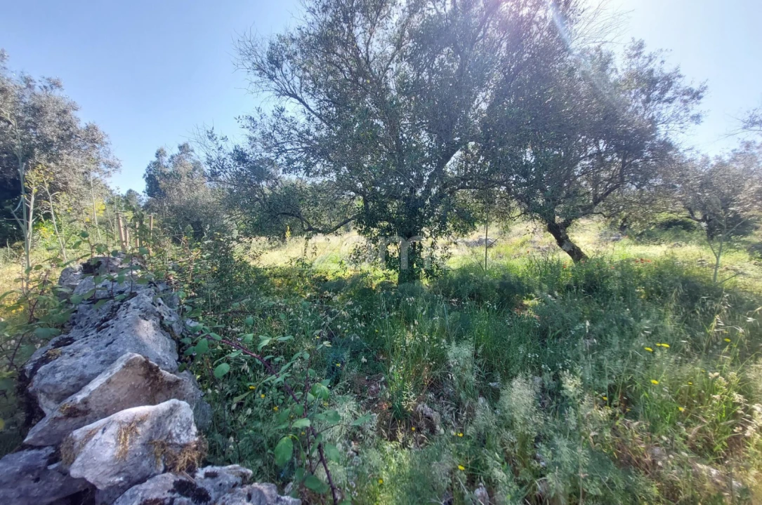 Terreno para Venda em São Mamede Foto 6