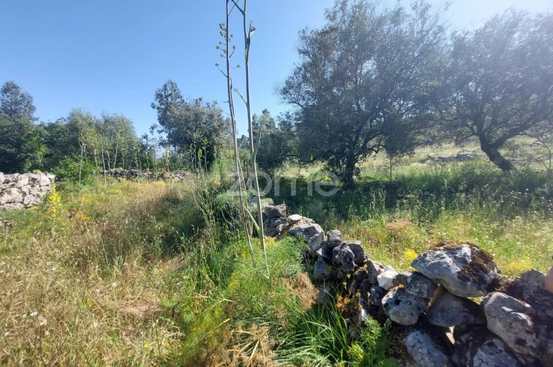Terreno para Venda em São Mamede Foto 1