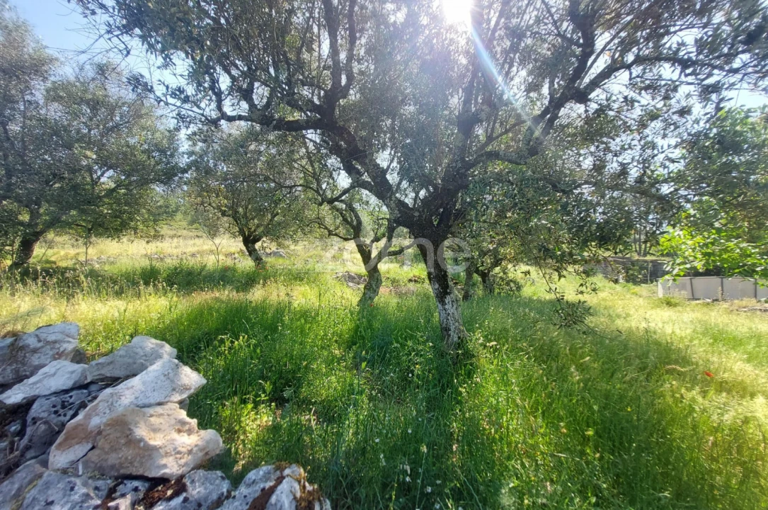 Terreno para Venda em São Mamede Foto 7