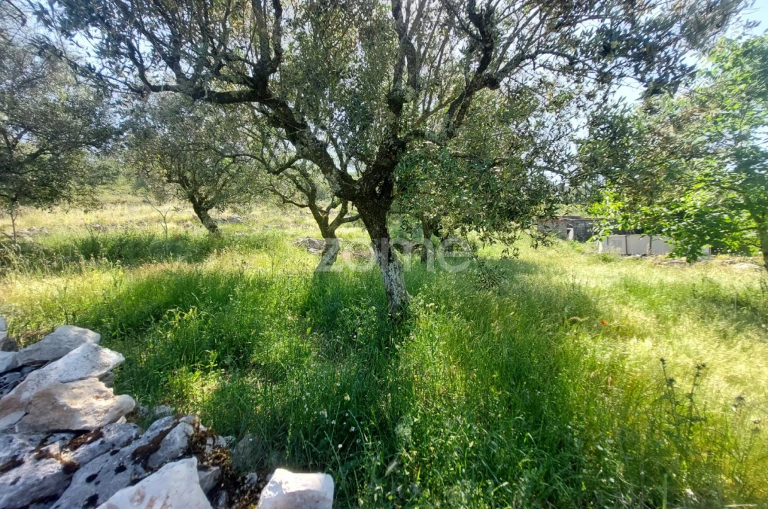 Terreno para Venda em São Mamede Foto 8