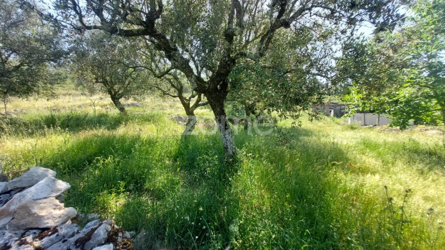 Terreno para Venda em São Mamede