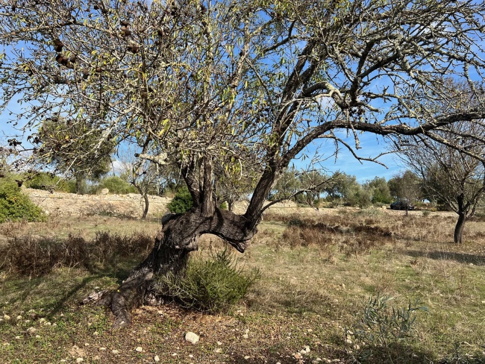 Terreno para Venda em Paderne Foto 24