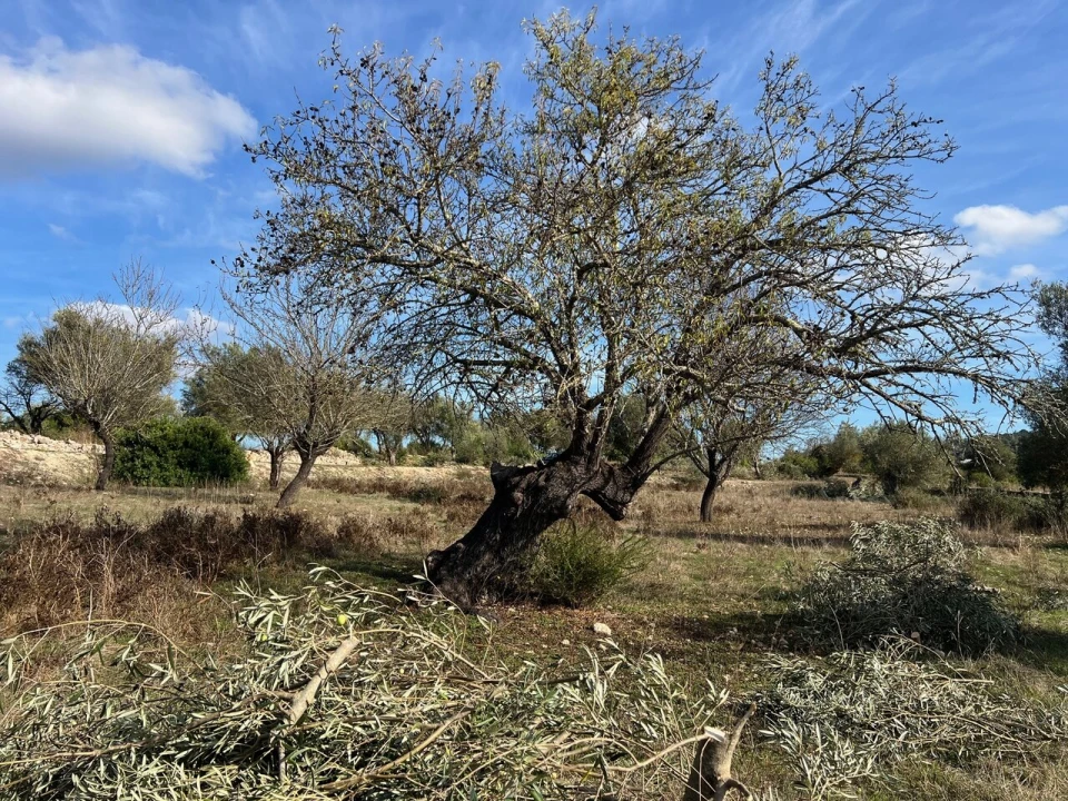 Terreno para Venda em Paderne Foto 26
