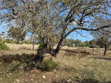 Terreno para Venda em Paderne