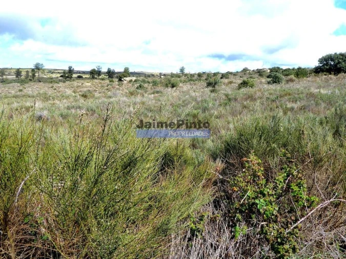 Terreno Agricola ou Rústico para Venda em Algodres, Vale de Afonsinho e Vilar de Amargo Foto 8