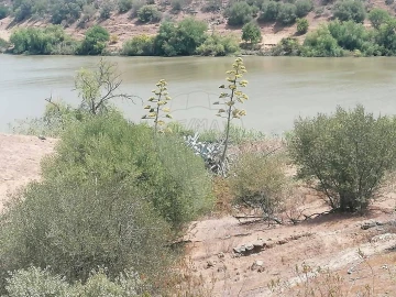 Terreno para Venda em Santana de Cambas