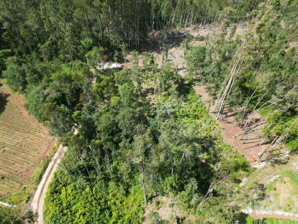 Terreno para Venda em Alqueidão da Serra Foto 2