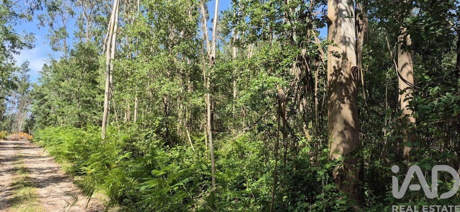 Terreno para Venda em Alqueidão da Serra Foto 9