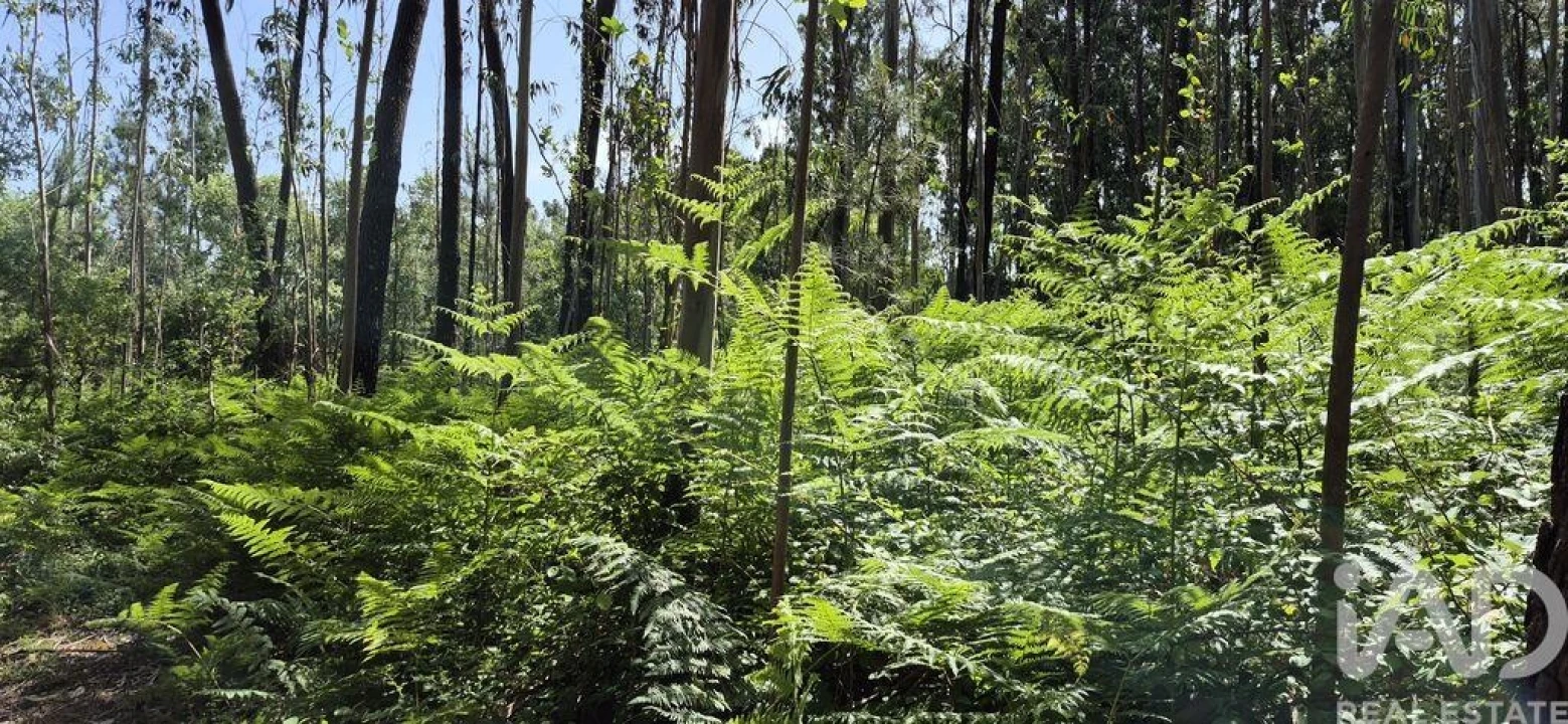 Terreno para Venda em Alqueidão da Serra Foto 7