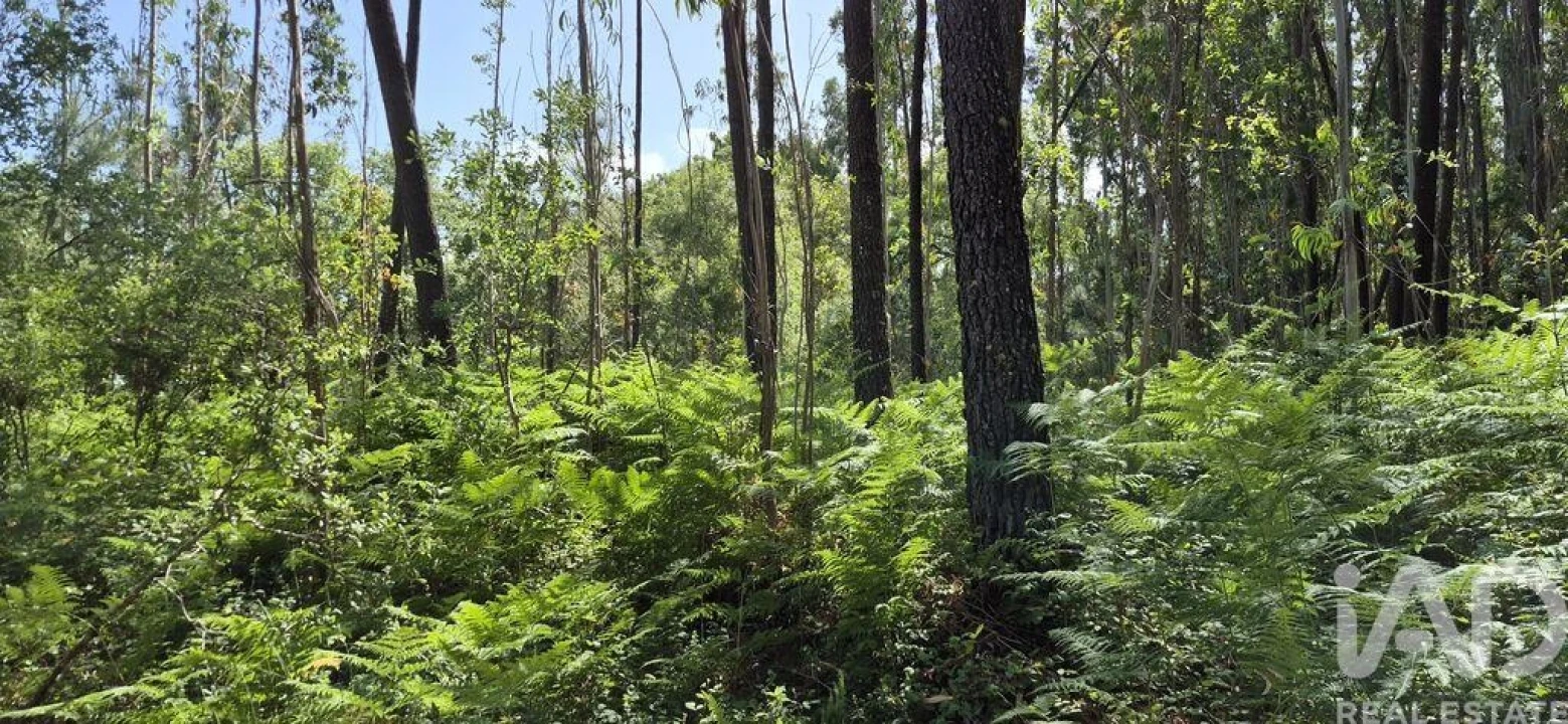 Terreno para Venda em Alqueidão da Serra Foto 6