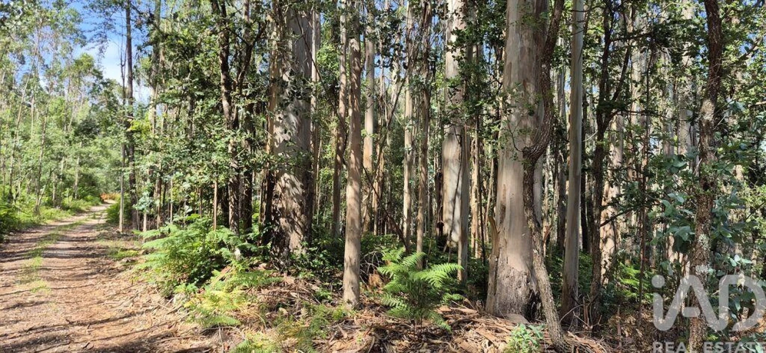 Terreno para Venda em Alqueidão da Serra Foto 5