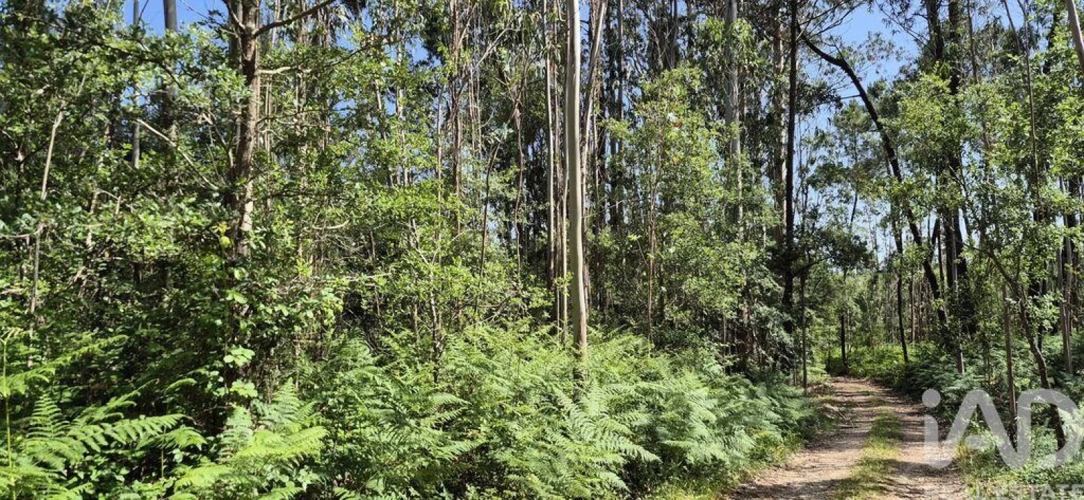 Terreno para Venda em Alqueidão da Serra Foto 10