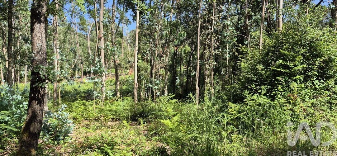 Terreno para Venda em Alqueidão da Serra Foto 6