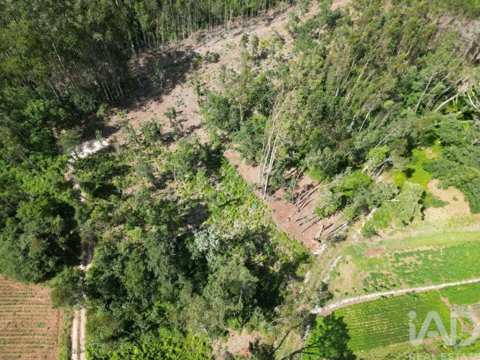 Terreno para Venda em Alqueidão da Serra Foto 3