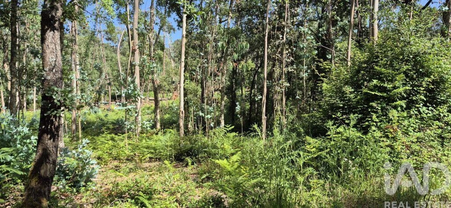 Terreno para Venda em Alqueidão da Serra Foto 6