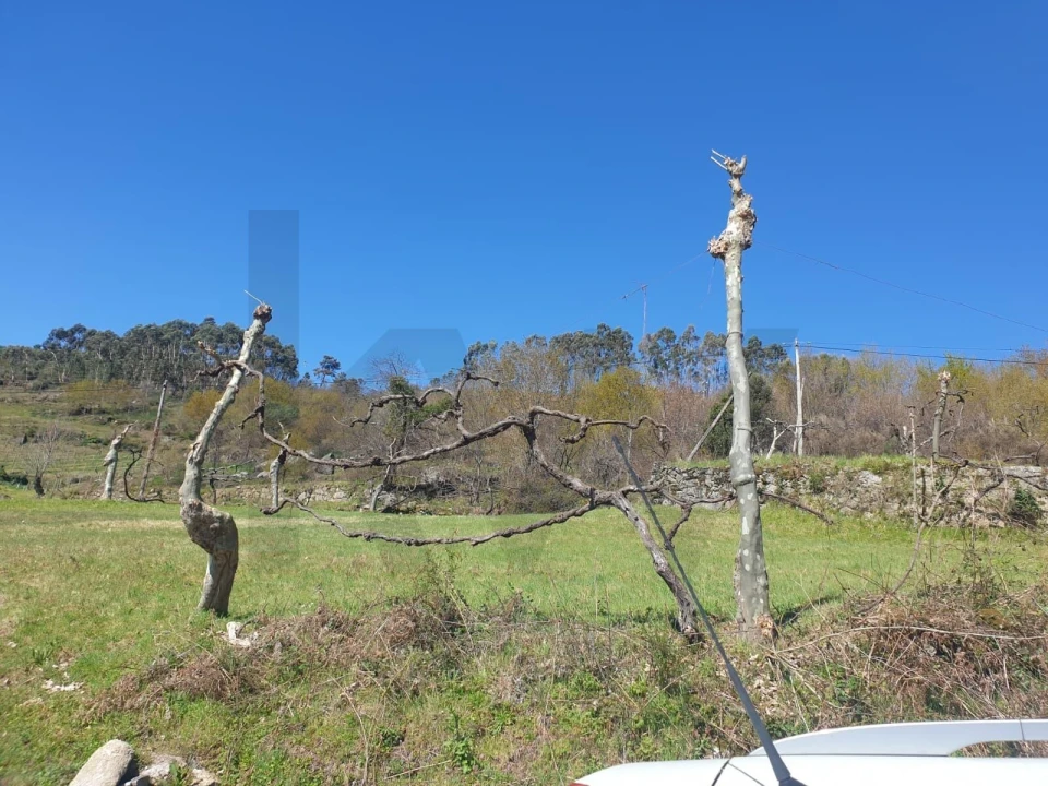 Terreno para Venda em Rio Douro Foto 9