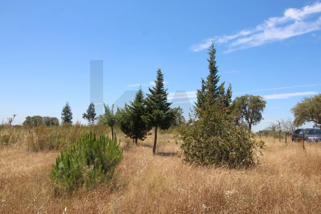 Terreno para Venda em Montalvão Foto 13