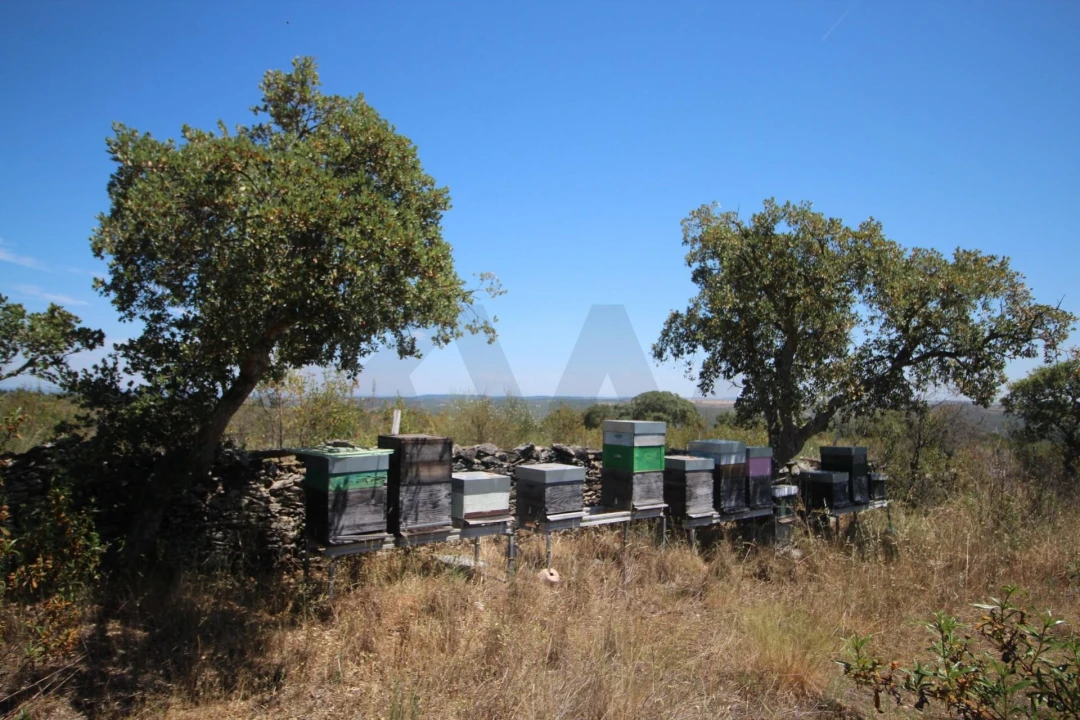 Terreno para Venda em Montalvão Foto 10