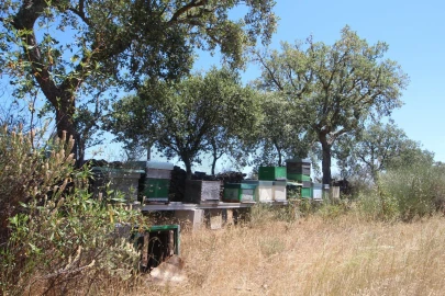 Terreno para Venda em Montalvão