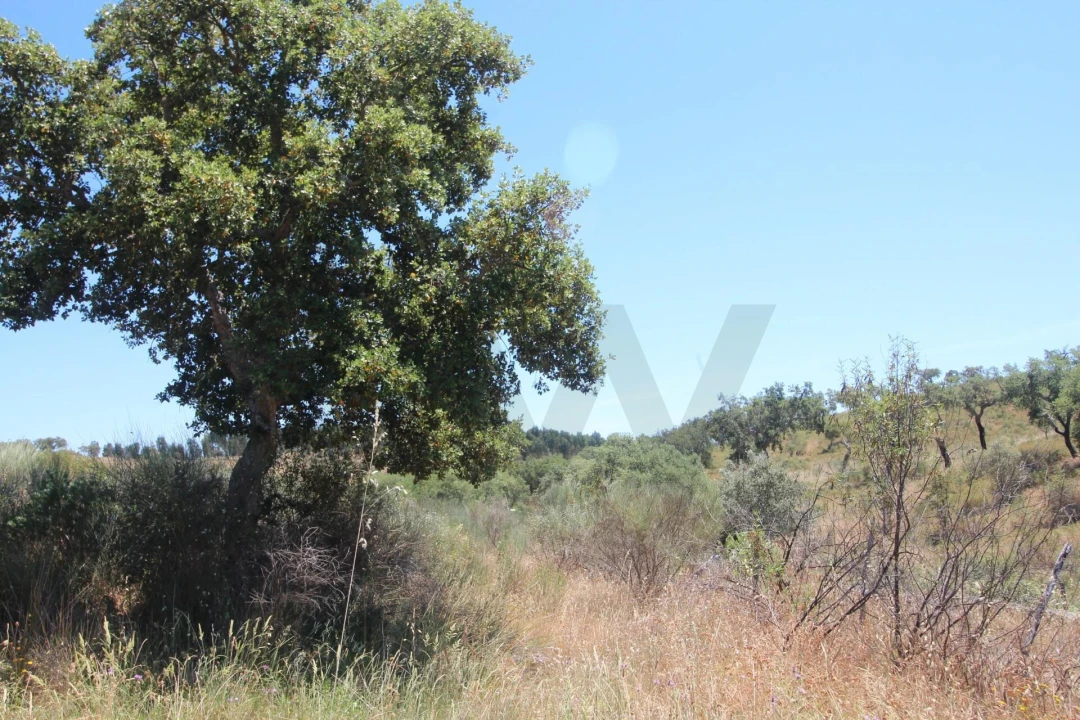 Terreno para Venda em Montalvão Foto 17