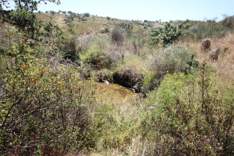 Terreno para Venda em Montalvão Foto 15