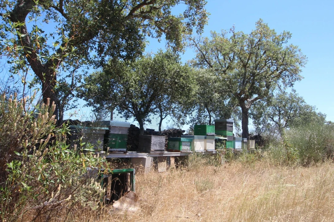 Terreno para Venda em Montalvão Foto 11