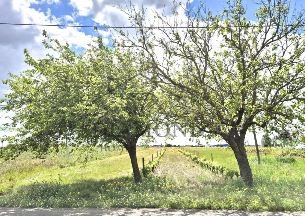 Terreno para Venda em Benfica do Ribatejo Foto 4