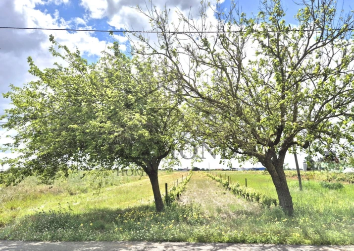Terreno para Venda em Benfica do Ribatejo Foto 4