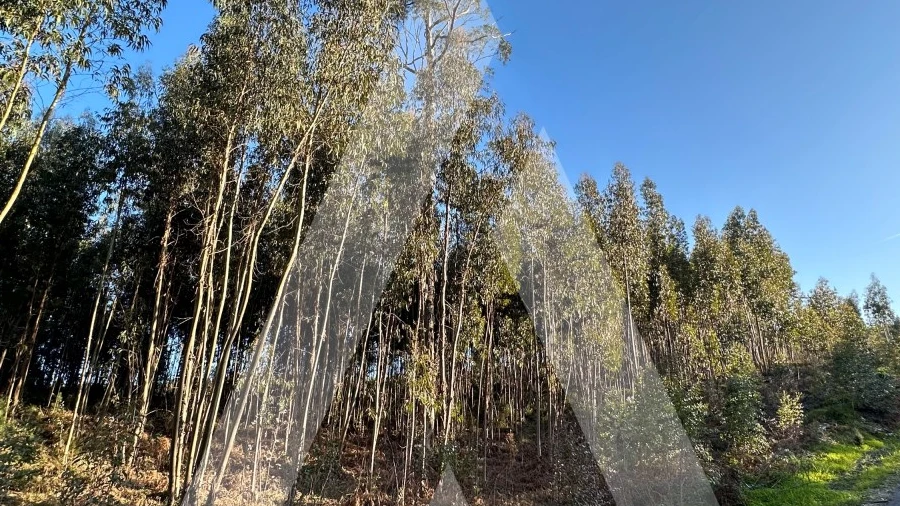 Terreno para Venda em Pussos São Pedro