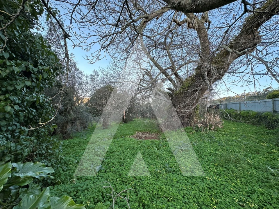 Terreno para Venda em Alvaiázere Foto 5
