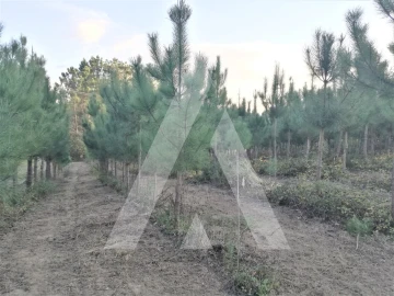 Terreno para Venda em Leiria, Pousos, Barreira e Cortes