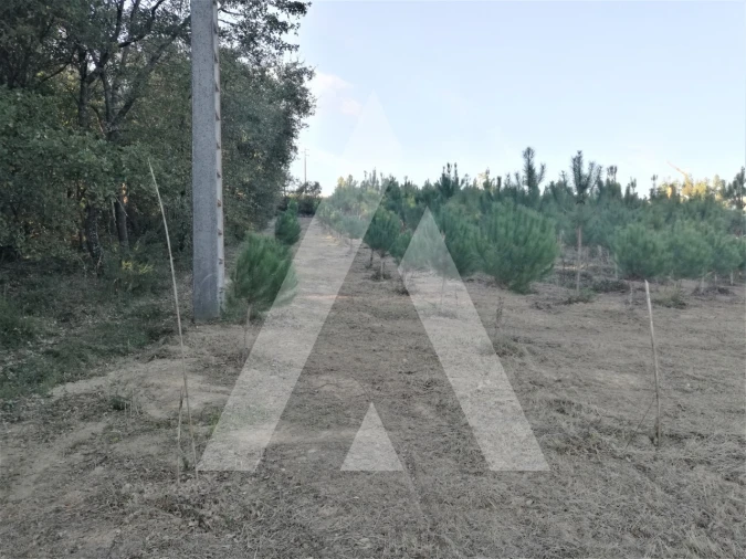 Terreno para Venda em Leiria, Pousos, Barreira e Cortes Foto 16