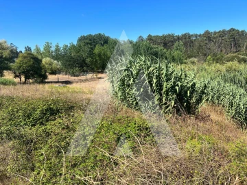 Terreno para Venda em Amor