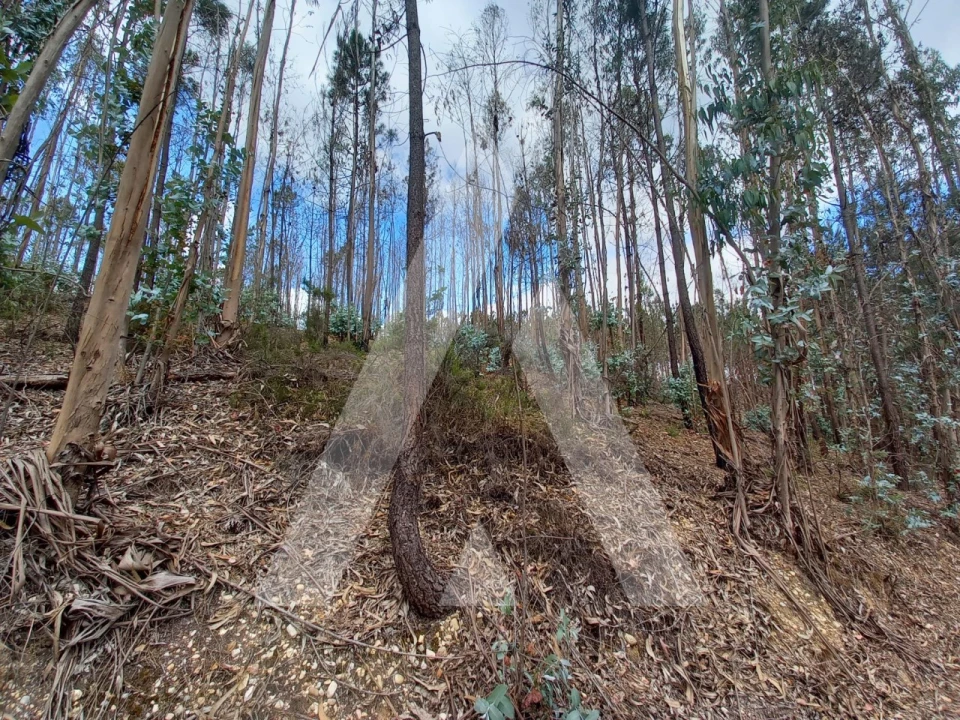 Terreno para Venda em Espite Foto 5