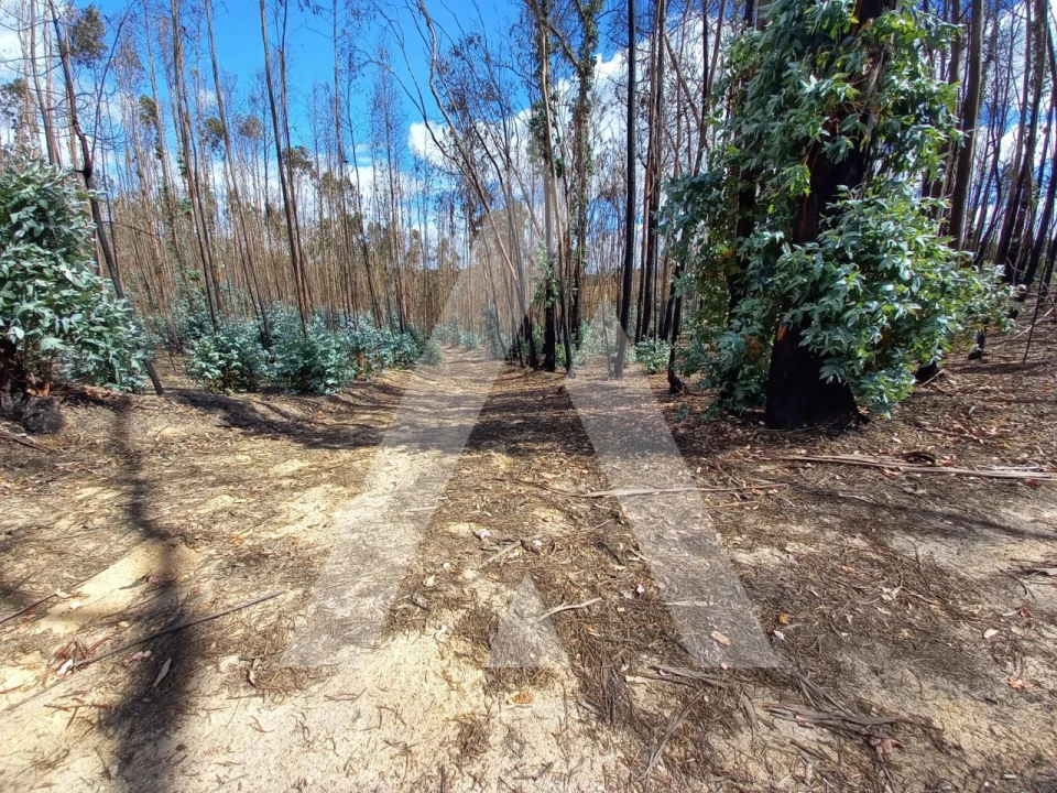Terreno para Venda em Espite Foto 1
