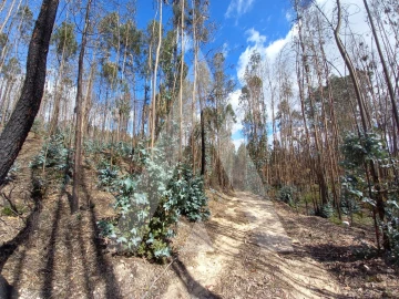 Terreno para Venda em Espite