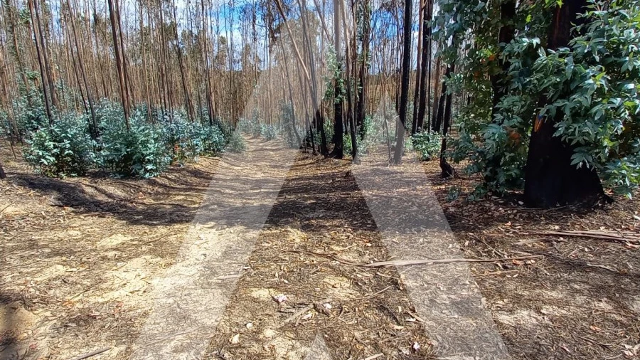 Terreno para Venda em Espite
