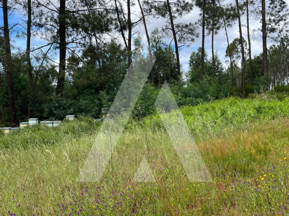 Terreno para Venda em Marrazes e Barosa Foto 4