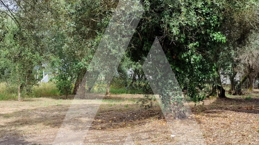 Terreno para Venda em Souto da Carpalhosa e Ortigosa