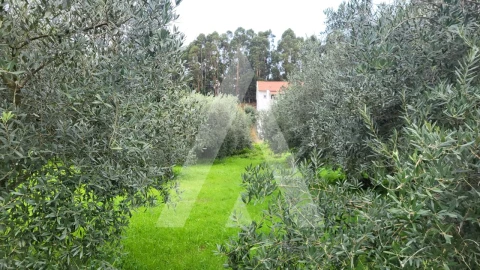 Terreno para Venda em Caranguejeira