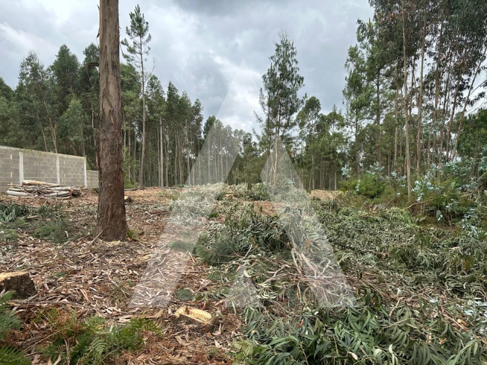 Terreno para Venda em Oliveira do Bairro Foto 6