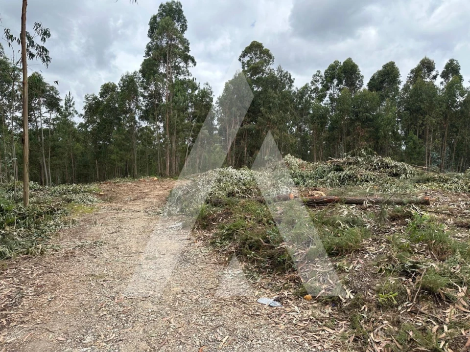 Terreno para Venda em Oliveira do Bairro Foto 12