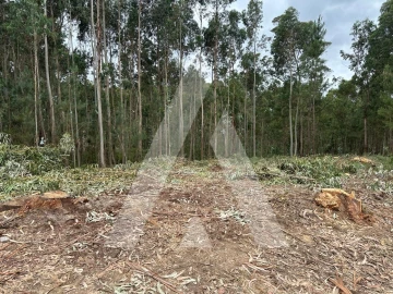 Terreno para Venda em Oliveira do Bairro