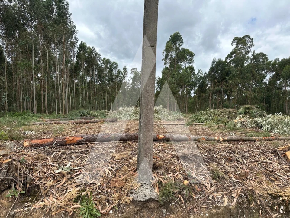 Terreno para Venda em Oliveira do Bairro Foto 3
