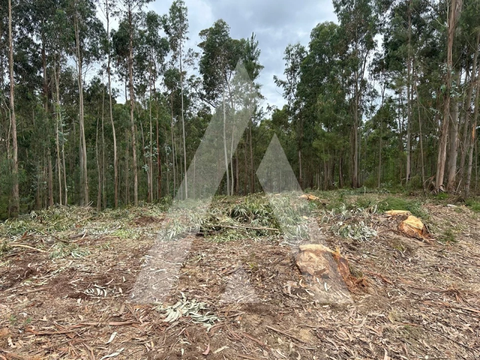Terreno para Venda em Oliveira do Bairro Foto 11