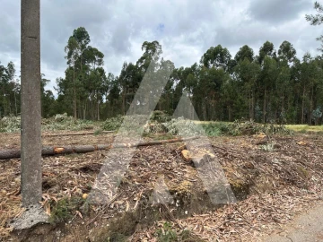 Terreno para Venda em Oliveira do Bairro